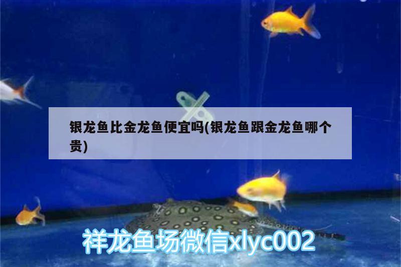 銀龍魚比金龍魚便宜嗎(銀龍魚跟金龍魚哪個貴)