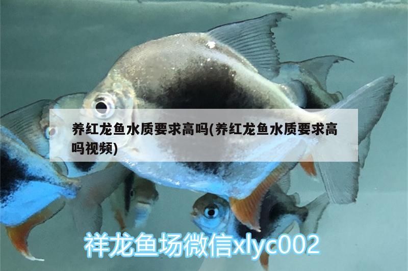 養(yǎng)紅龍魚水質(zhì)要求高嗎(養(yǎng)紅龍魚水質(zhì)要求高嗎視頻)