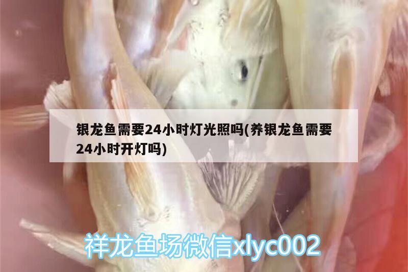 銀龍魚需要24小時燈光照嗎(養(yǎng)銀龍魚需要24小時開燈嗎) 銀龍魚