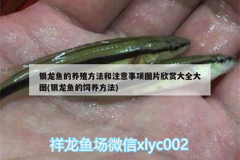 銀龍魚的養(yǎng)殖方法和注意事項圖片欣賞大全大圖(銀龍魚的飼養(yǎng)方法) 銀龍魚