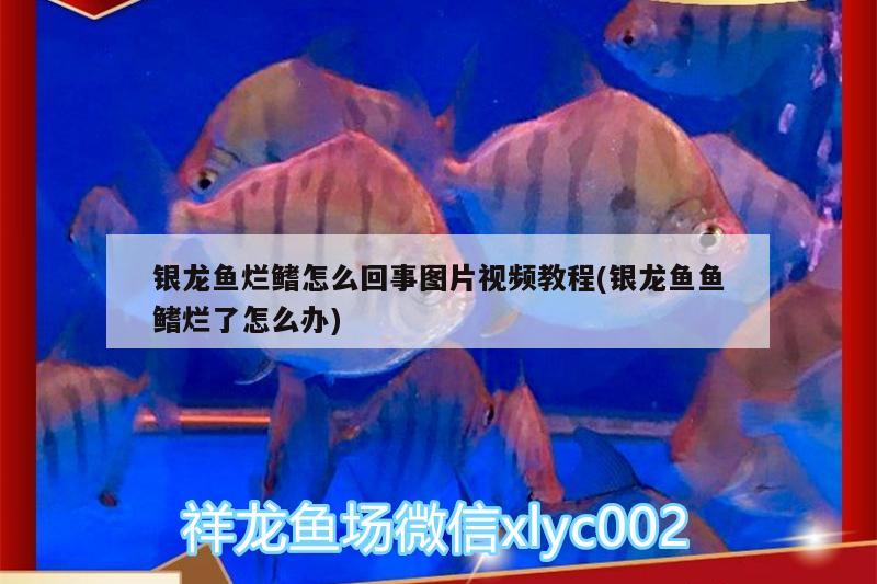 銀龍魚爛鰭怎么回事圖片視頻教程(銀龍魚魚鰭爛了怎么辦)