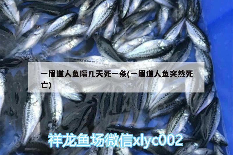 一眉道人魚隔幾天死一條(一眉道人魚突然死亡)