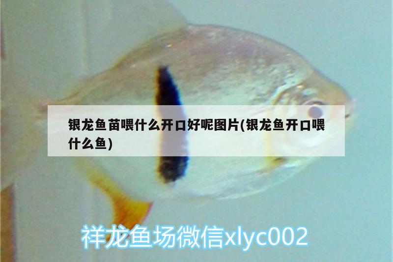 銀龍魚苗喂什么開口好呢圖片(銀龍魚開口喂什么魚) 銀龍魚百科