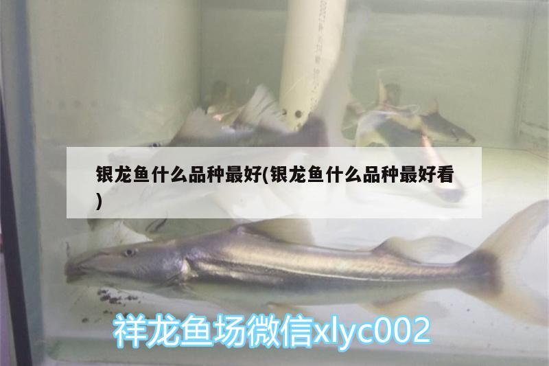 銀龍魚(yú)什么品種最好(銀龍魚(yú)什么品種最好看) 銀龍魚(yú)百科