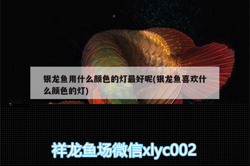 銀龍魚用什么顏色的燈最好呢(銀龍魚喜歡什么顏色的燈)