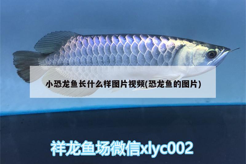 小恐龍魚長什么樣圖片視頻(恐龍魚的圖片) 大日玉鯖魚