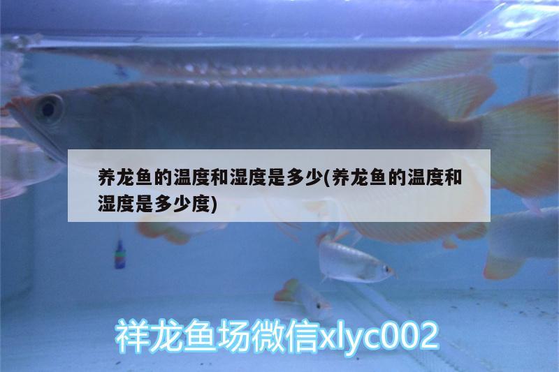 養(yǎng)龍魚的溫度和濕度是多少(養(yǎng)龍魚的溫度和濕度是多少度) 名貴錦鯉魚