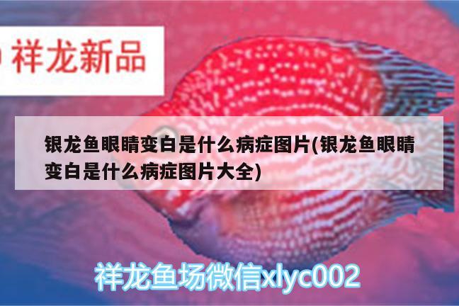 銀龍魚眼睛變白是什么病癥圖片(銀龍魚眼睛變白是什么病癥圖片大全) 銀龍魚百科