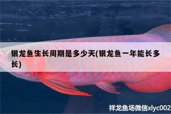 銀龍魚生長周期是多少天(銀龍魚一年能長多長) 銀龍魚