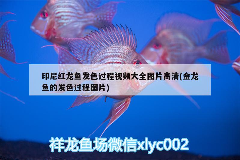 印尼紅龍魚(yú)發(fā)色過(guò)程視頻大全圖片高清(金龍魚(yú)的發(fā)色過(guò)程圖片) 紅龍魚(yú)百科