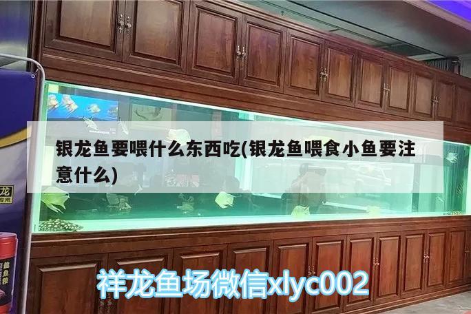 銀龍魚要喂什么東西吃(銀龍魚喂食小魚要注意什么) 銀龍魚