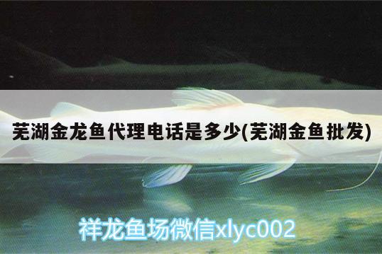 蕪湖金龍魚代理電話是多少(蕪湖金魚批發(fā)) 觀賞魚企業(yè)目錄