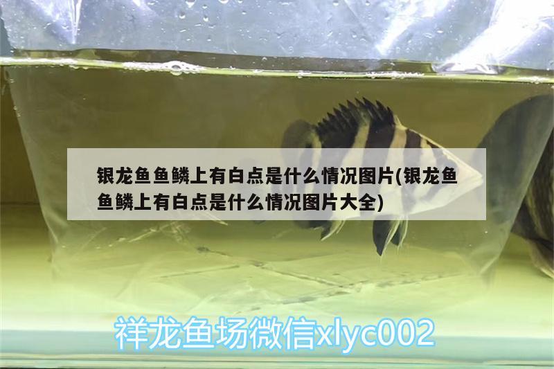 銀龍魚魚鱗上有白點是什么情況圖片(銀龍魚魚鱗上有白點是什么情況圖片大全)