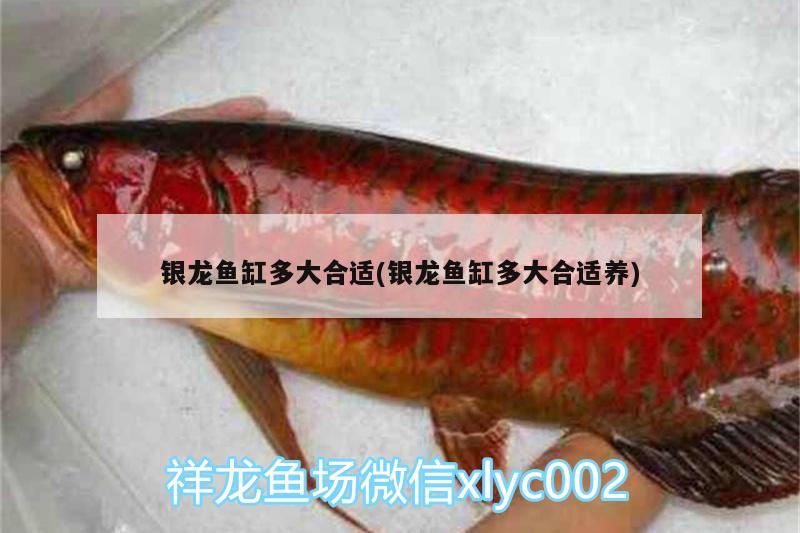 銀龍魚缸多大合適(銀龍魚缸多大合適養(yǎng)) 銀龍魚百科