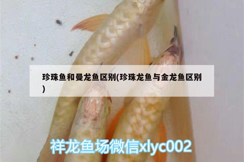 珍珠魚和曼龍魚區(qū)別(珍珠龍魚與金龍魚區(qū)別)