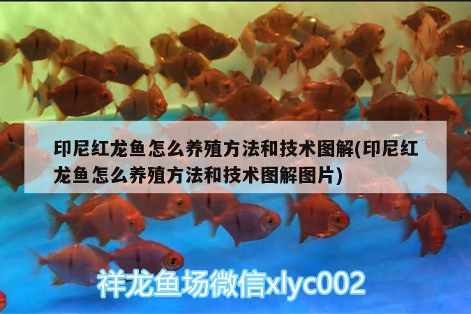 印尼紅龍魚怎么養(yǎng)殖方法和技術(shù)圖解(印尼紅龍魚怎么養(yǎng)殖方法和技術(shù)圖解圖片)