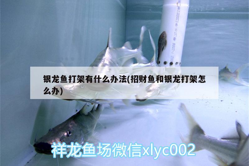 銀龍魚打架有什么辦法(招財魚和銀龍打架怎么辦) 銀龍魚百科