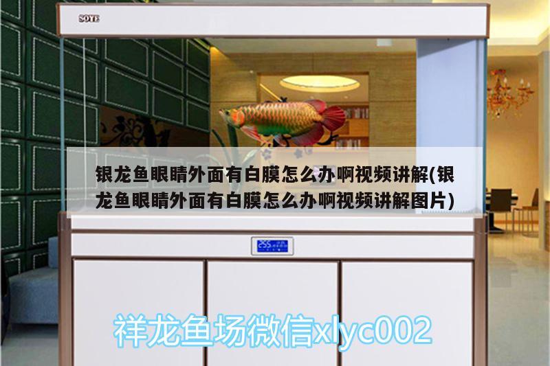 銀龍魚眼睛外面有白膜怎么辦啊視頻講解(銀龍魚眼睛外面有白膜怎么辦啊視頻講解圖片) 銀龍魚百科