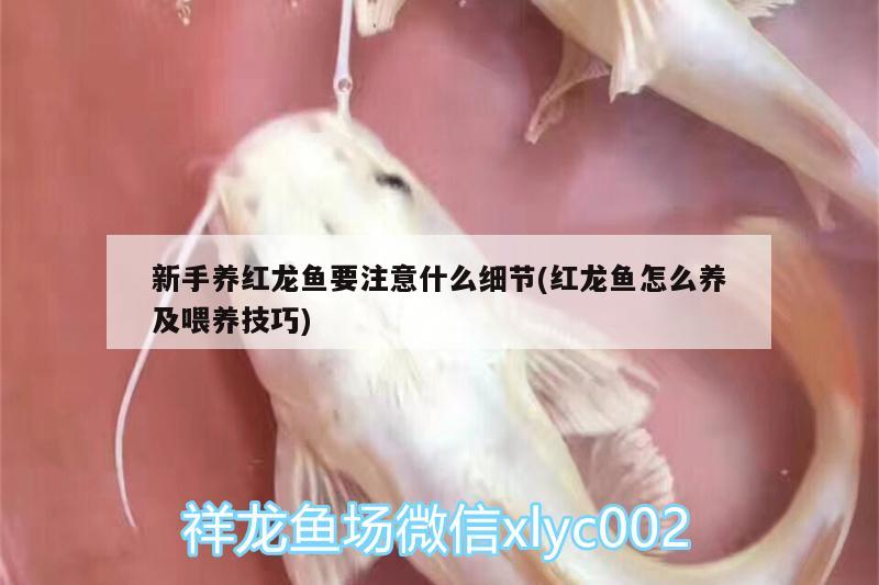 新手養(yǎng)紅龍魚要注意什么細(xì)節(jié)(紅龍魚怎么養(yǎng)及喂養(yǎng)技巧)