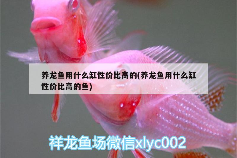 養(yǎng)龍魚(yú)用什么缸性價(jià)比高的(養(yǎng)龍魚(yú)用什么缸性價(jià)比高的魚(yú)) 黑云魚(yú)