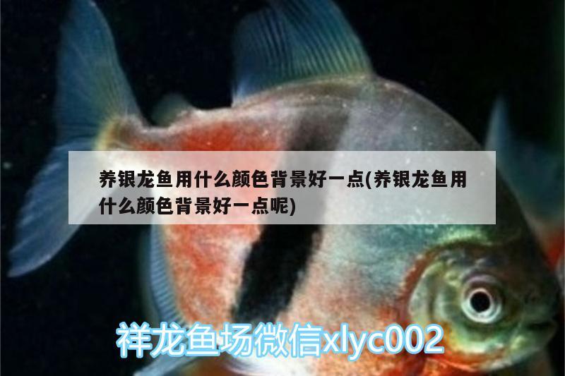 養(yǎng)銀龍魚用什么顏色背景好一點(diǎn)(養(yǎng)銀龍魚用什么顏色背景好一點(diǎn)呢)