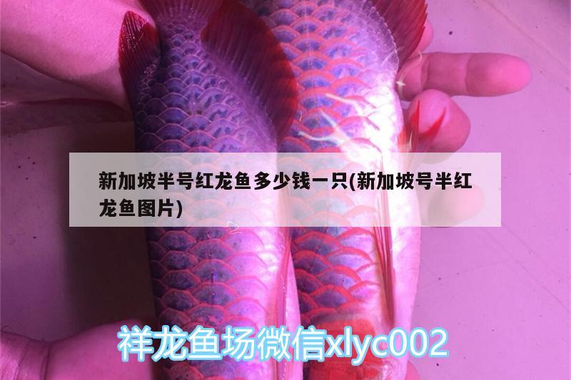 新加坡半號紅龍魚多少錢一只(新加坡號半紅龍魚圖片)