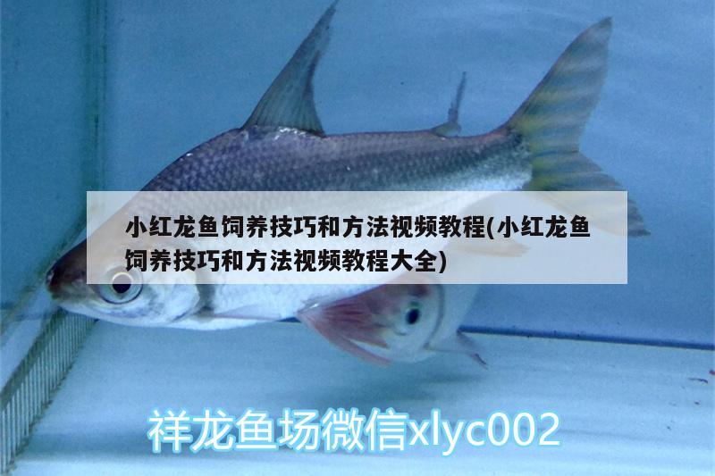 小紅龍魚飼養(yǎng)技巧和方法視頻教程(小紅龍魚飼養(yǎng)技巧和方法視頻教程大全)