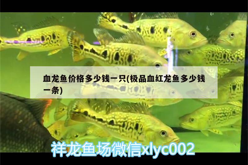 血龍魚價格多少錢一只(極品血紅龍魚多少錢一條)