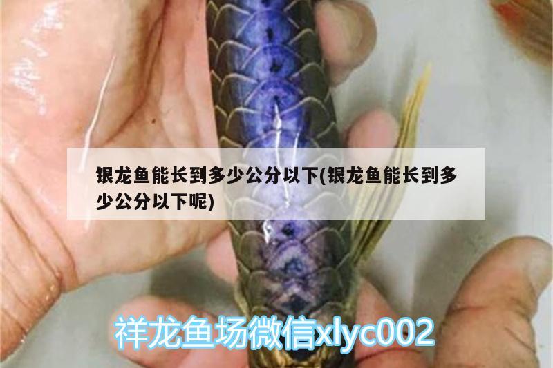 銀龍魚能長到多少公分以下(銀龍魚能長到多少公分以下呢)