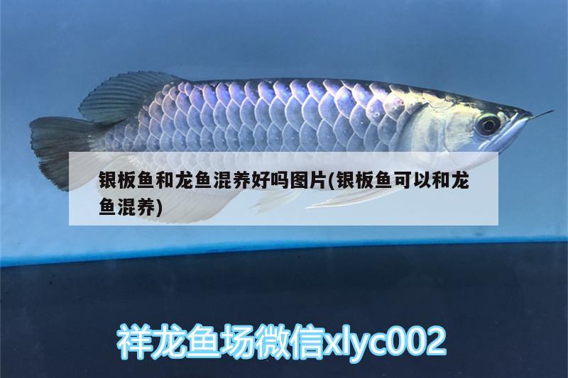 銀板魚和龍魚混養(yǎng)好嗎圖片(銀板魚可以和龍魚混養(yǎng)) 白子球鯊魚