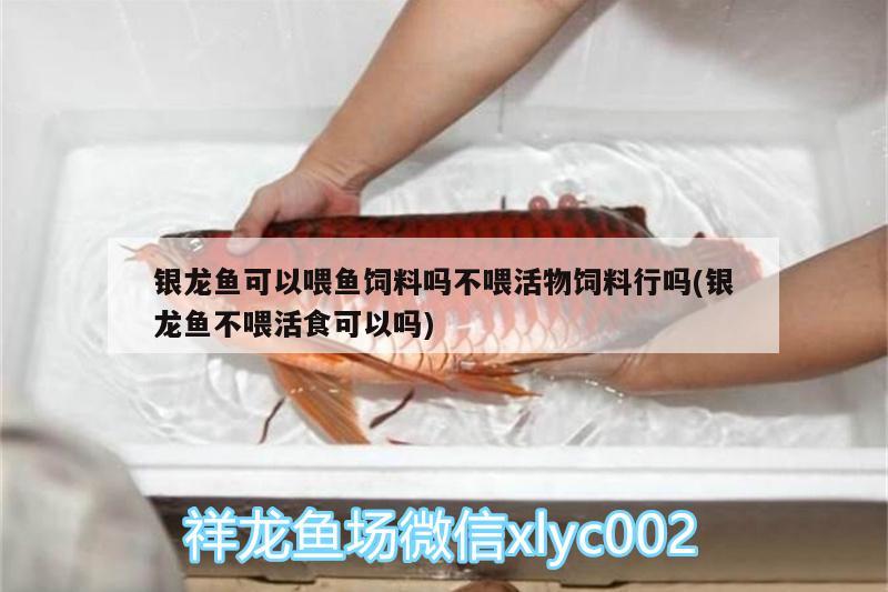 銀龍魚可以喂魚飼料嗎不喂活物飼料行嗎(銀龍魚不喂活食可以嗎) 銀龍魚 第2張