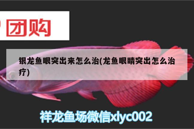 銀龍魚(yú)眼突出來(lái)怎么治(龍魚(yú)眼睛突出怎么治療) 銀龍魚(yú)百科