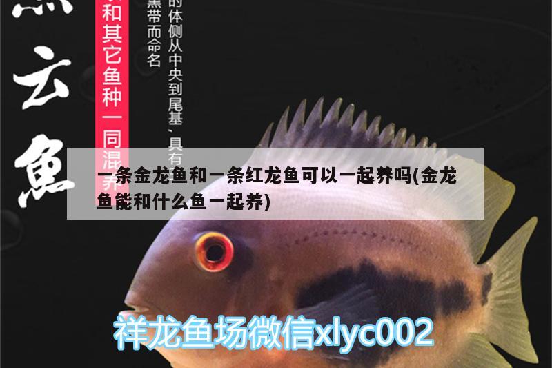 一條金龍魚和一條紅龍魚可以一起養(yǎng)嗎(金龍魚能和什么魚一起養(yǎng))