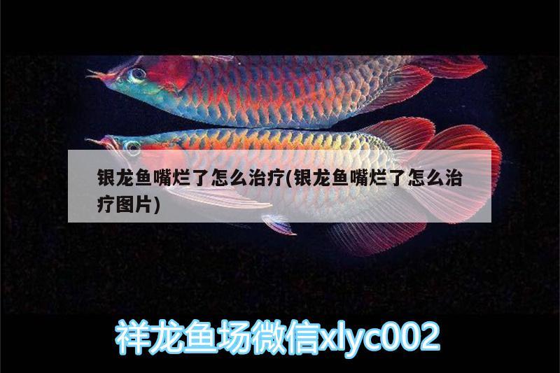 銀龍魚嘴爛了怎么治療(銀龍魚嘴爛了怎么治療圖片) 銀龍魚百科