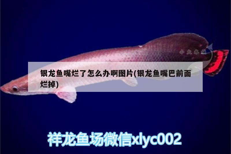 銀龍魚嘴爛了怎么辦啊圖片(銀龍魚嘴巴前面爛掉)