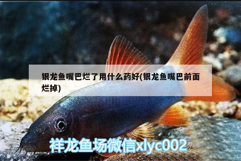 銀龍魚(yú)嘴巴爛了用什么藥好(銀龍魚(yú)嘴巴前面爛掉) 銀龍魚(yú)百科