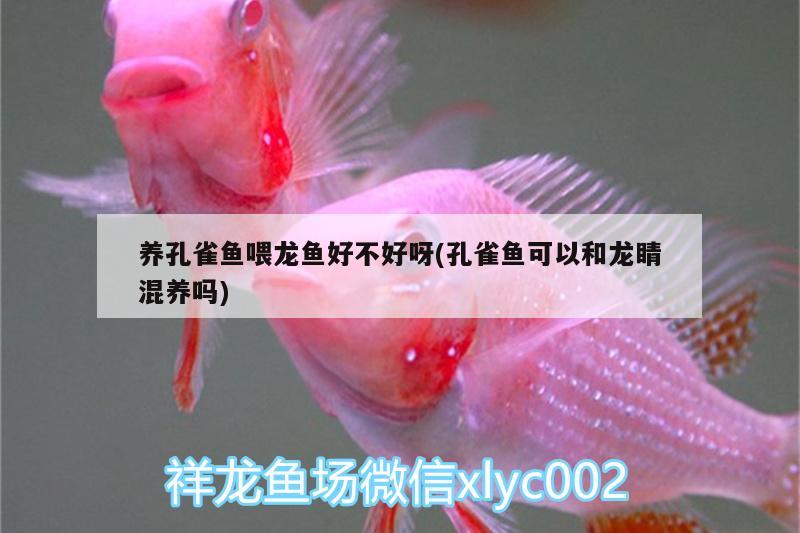 養(yǎng)孔雀魚喂龍魚好不好呀(孔雀魚可以和龍睛混養(yǎng)嗎)