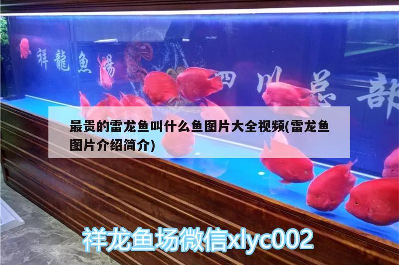 最貴的雷龍魚叫什么魚圖片大全視頻(雷龍魚圖片介紹簡介) 豹紋夫魚苗