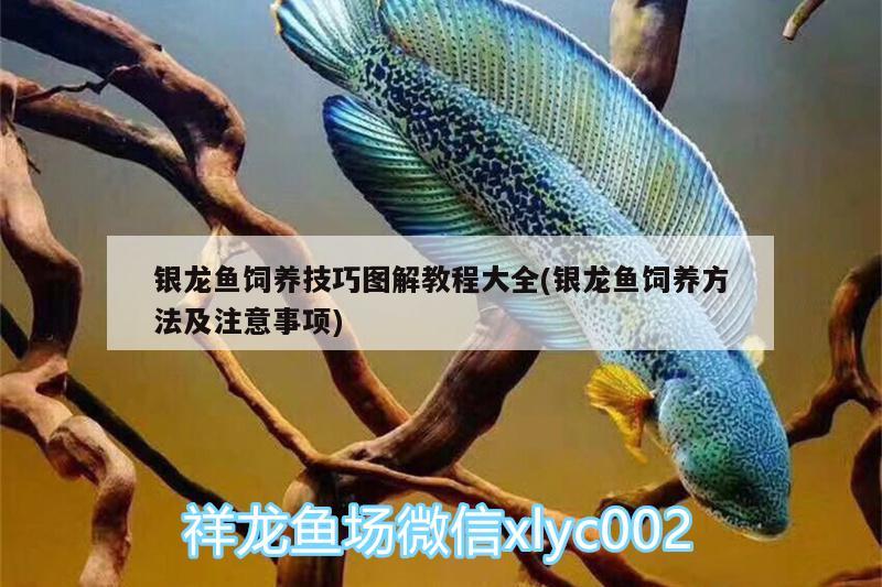 銀龍魚飼養(yǎng)技巧圖解教程大全(銀龍魚飼養(yǎng)方法及注意事項)