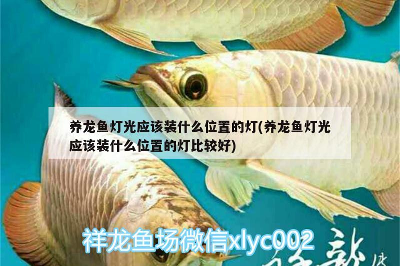 養(yǎng)龍魚燈光應該裝什么位置的燈(養(yǎng)龍魚燈光應該裝什么位置的燈比較好) 古典過背金龍魚