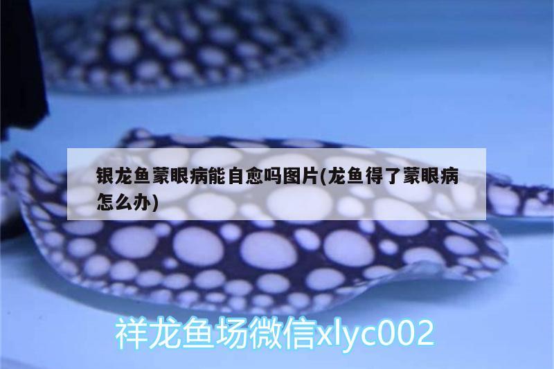 銀龍魚蒙眼病能自愈嗎圖片(龍魚得了蒙眼病怎么辦) 銀龍魚