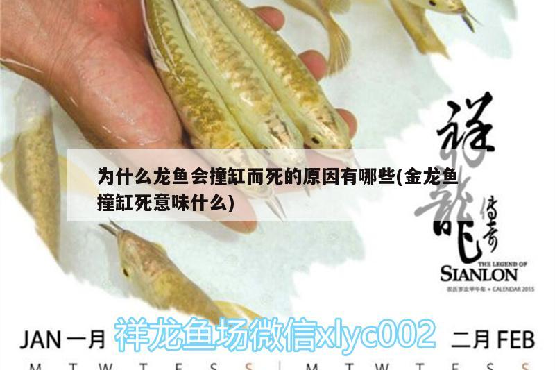 為什么龍魚(yú)會(huì)撞缸而死的原因有哪些(金龍魚(yú)撞缸死意味什么) 白子金龍魚(yú)