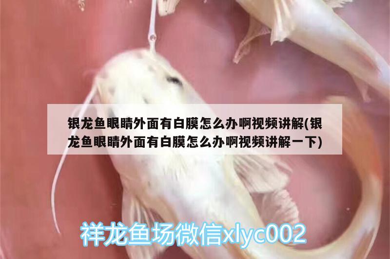 銀龍魚眼睛外面有白膜怎么辦啊視頻講解(銀龍魚眼睛外面有白膜怎么辦啊視頻講解一下)