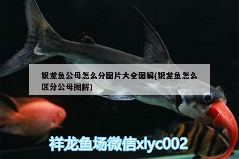 銀龍魚公母怎么分圖片大全圖解(銀龍魚怎么區(qū)分公母圖解) 銀龍魚百科