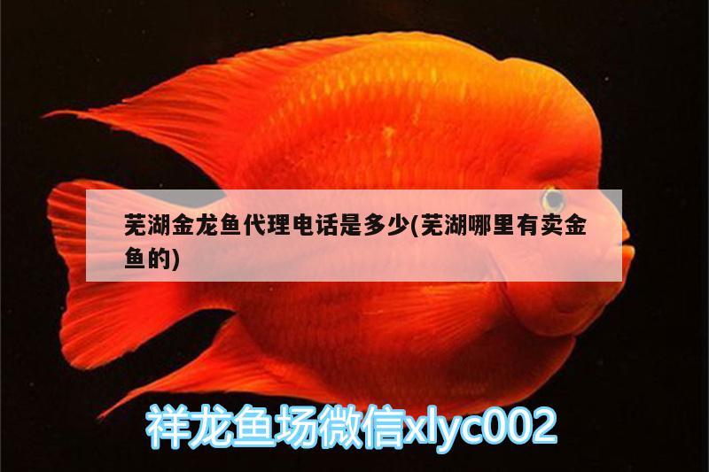 蕪湖金龍魚(yú)代理電話是多少(蕪湖哪里有賣(mài)金魚(yú)的)