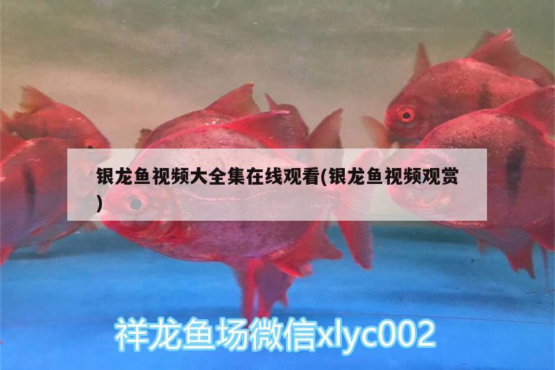 銀龍魚視頻大全集在線觀看(銀龍魚視頻觀賞) 銀龍魚