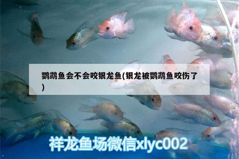 鸚鵡魚會不會咬銀龍魚(銀龍被鸚鵡魚咬傷了)