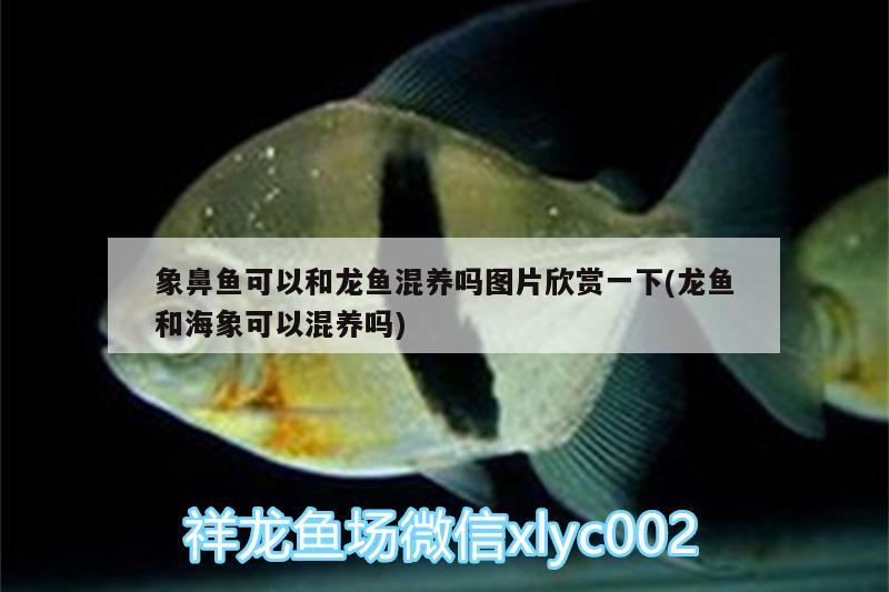 象鼻魚可以和龍魚混養(yǎng)嗎圖片欣賞一下(龍魚和海象可以混養(yǎng)嗎)