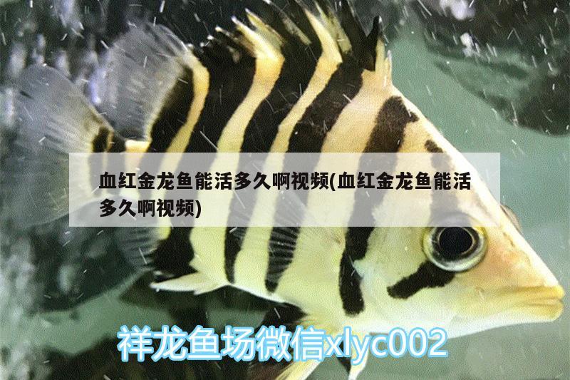 血紅金龍魚能活多久啊視頻(血紅金龍魚能活多久啊視頻) 生態(tài)瓶/創(chuàng)意缸/桌面微景缸