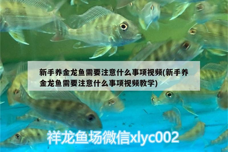 新手養(yǎng)金龍魚需要注意什么事項(xiàng)視頻(新手養(yǎng)金龍魚需要注意什么事項(xiàng)視頻教學(xué)) BD魟魚